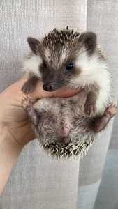 Їжак карликовий африканський, ежик