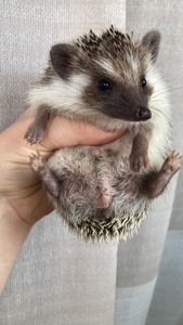 Їжак карликовий африканський, ежик