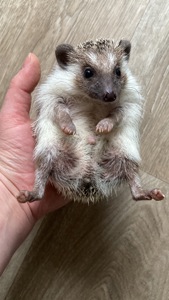 Їжак карликовий африканський, ежик