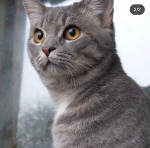 Котёнок 8 месяцев