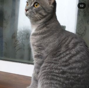 Котёнок 8 месяцев