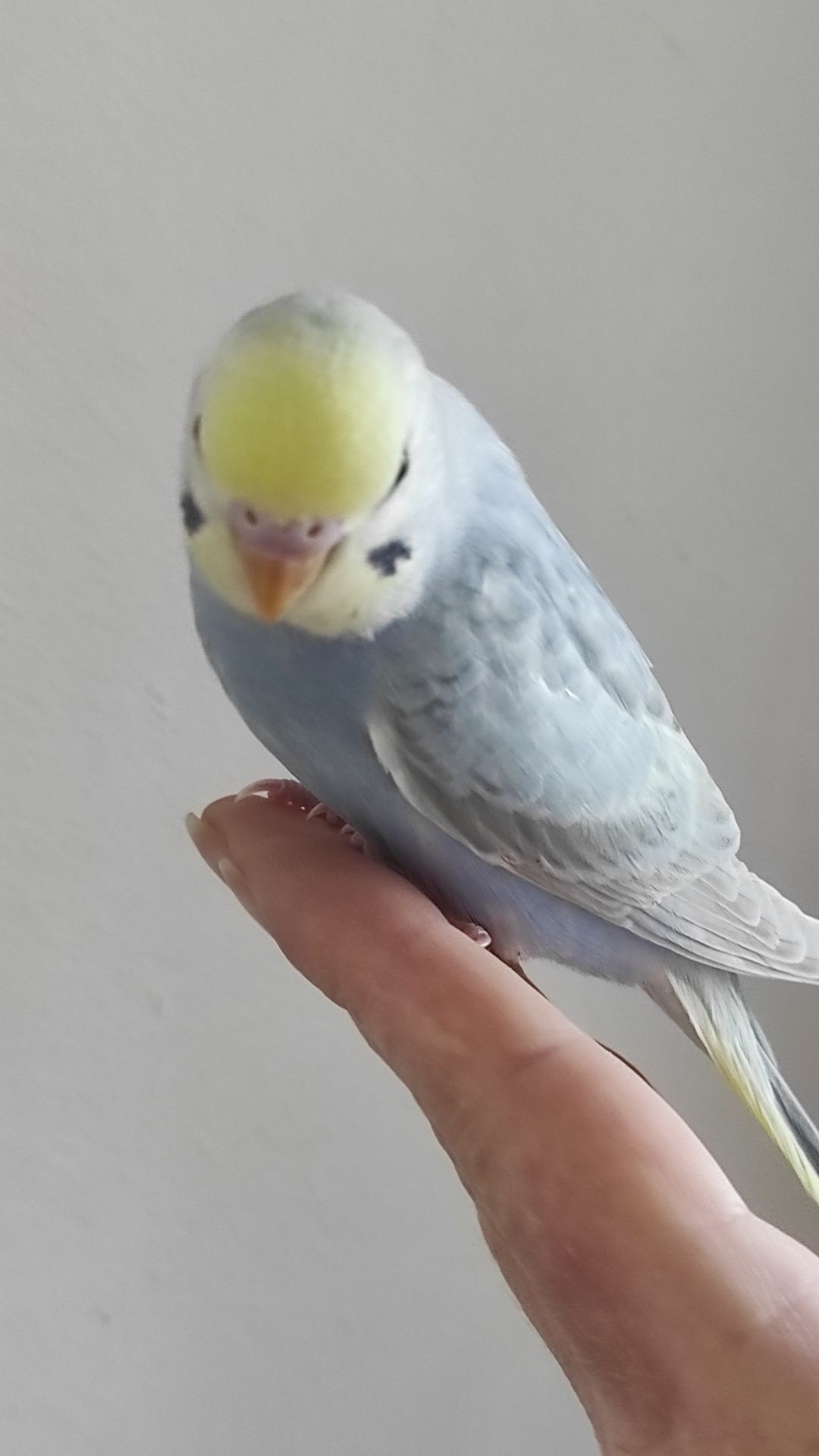 Радужный волнистый попугай