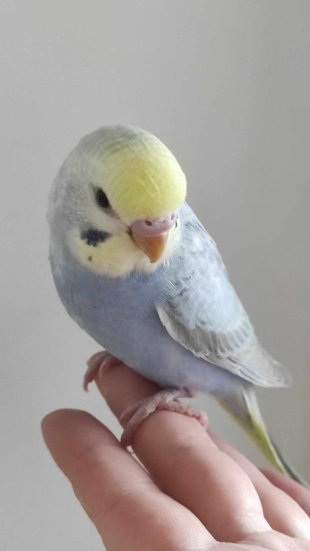 Радужный волнистый попугай