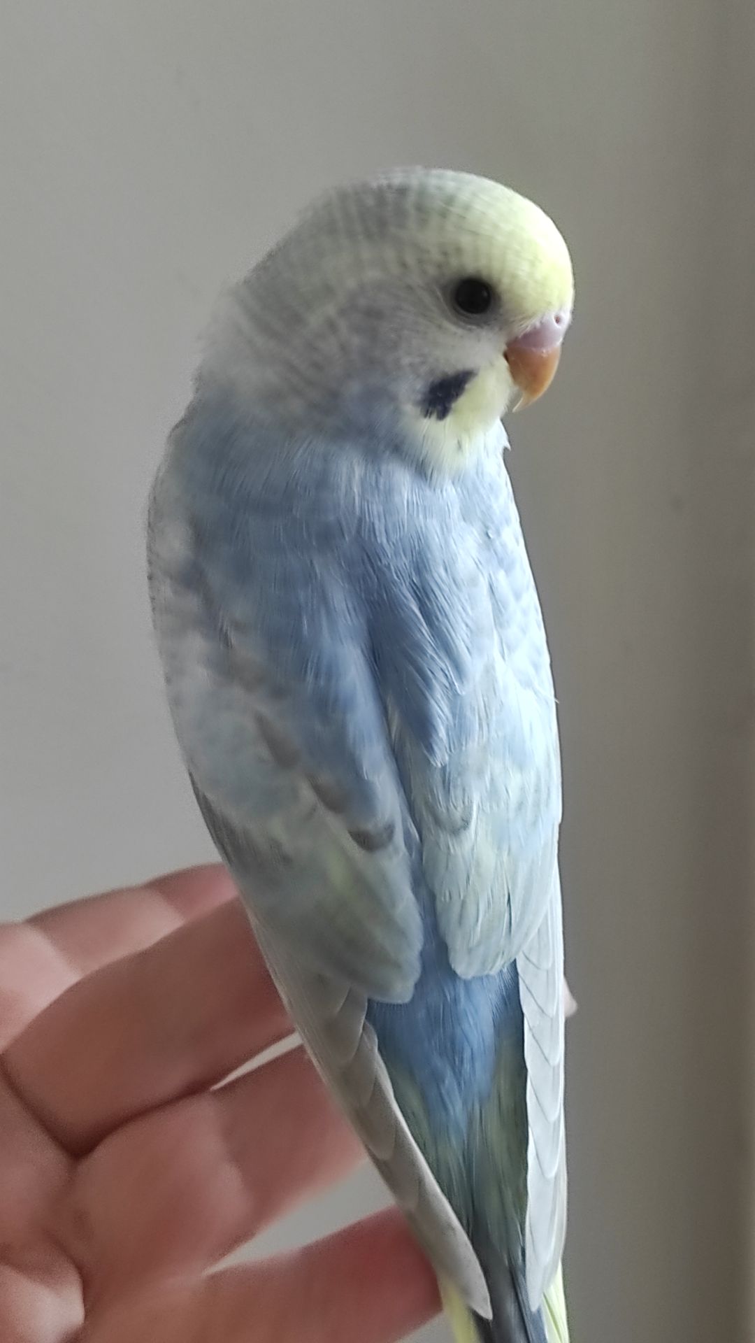 Радужный волнистый попугай