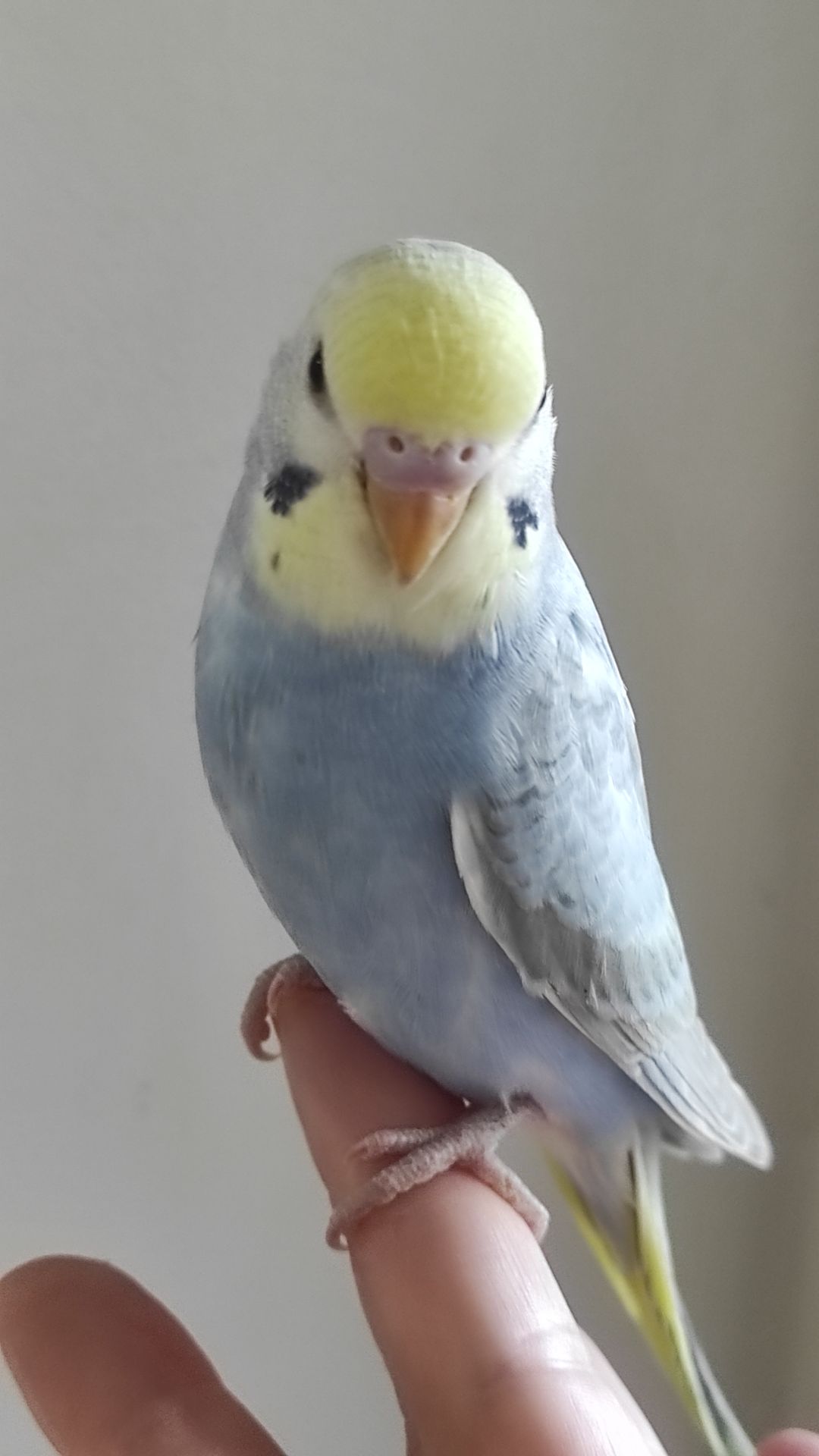 Радужный волнистый попугай