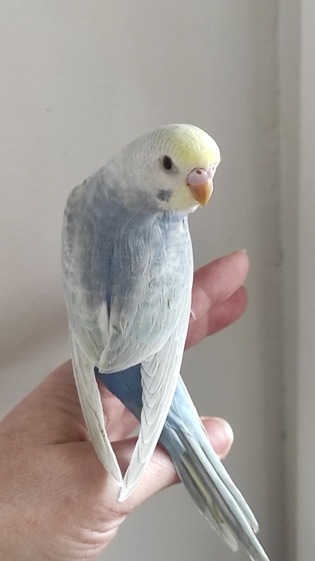 Радужный волнистый попугай