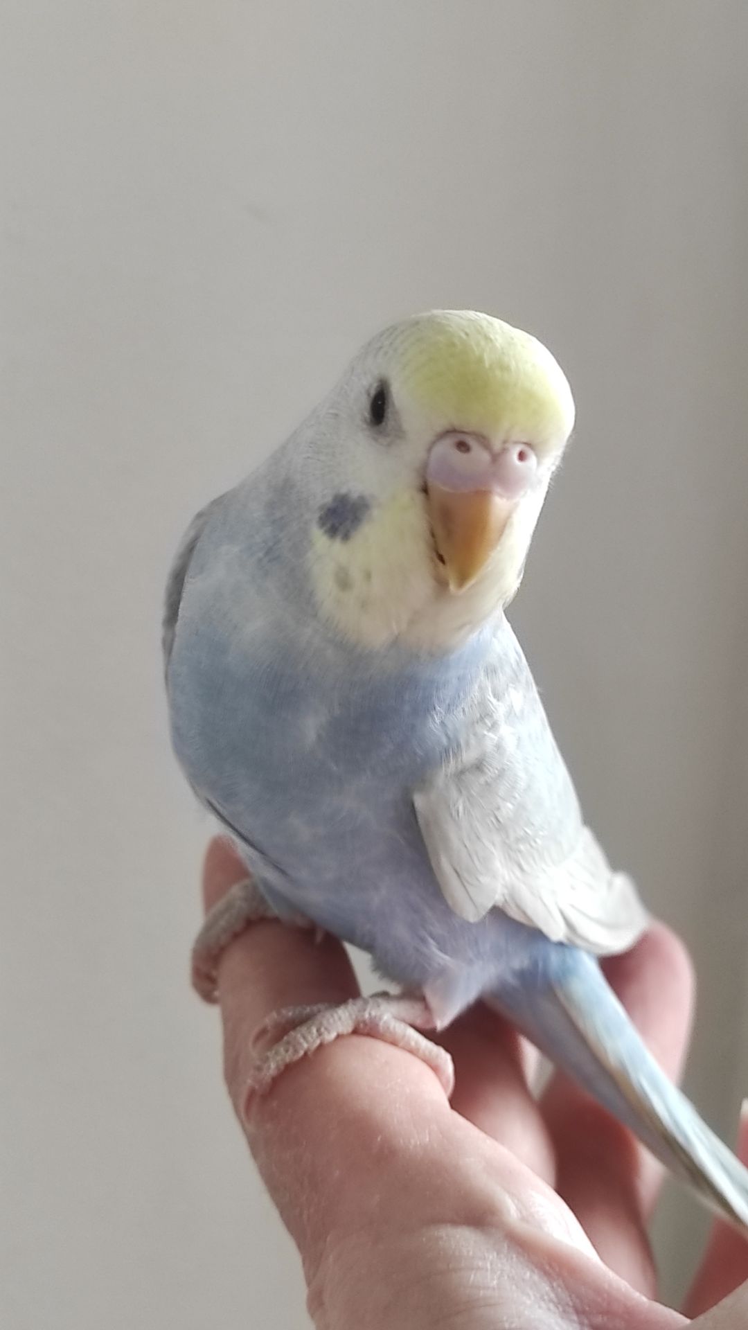 Радужный волнистый попугай