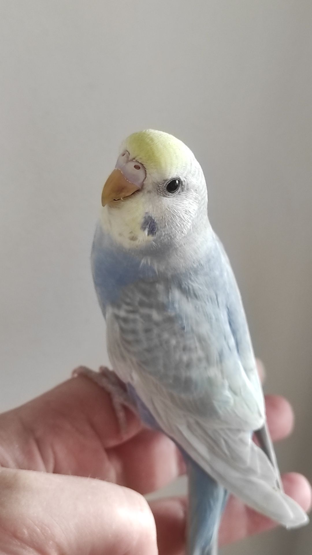 Радужный волнистый попугай