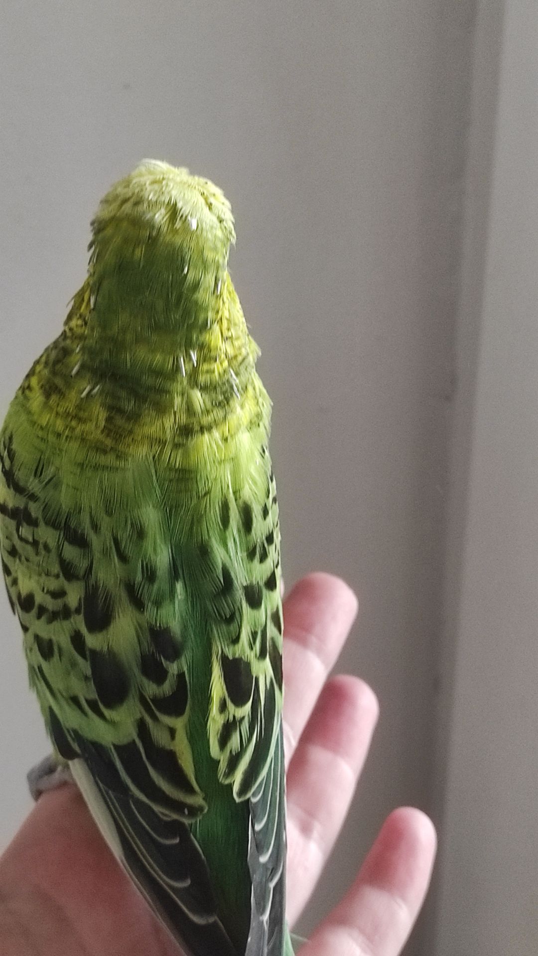 Волнистый попугай