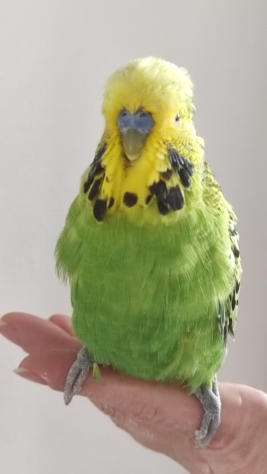 Волнистый попугай