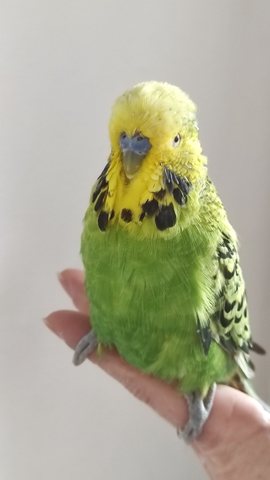 Волнистый попугай