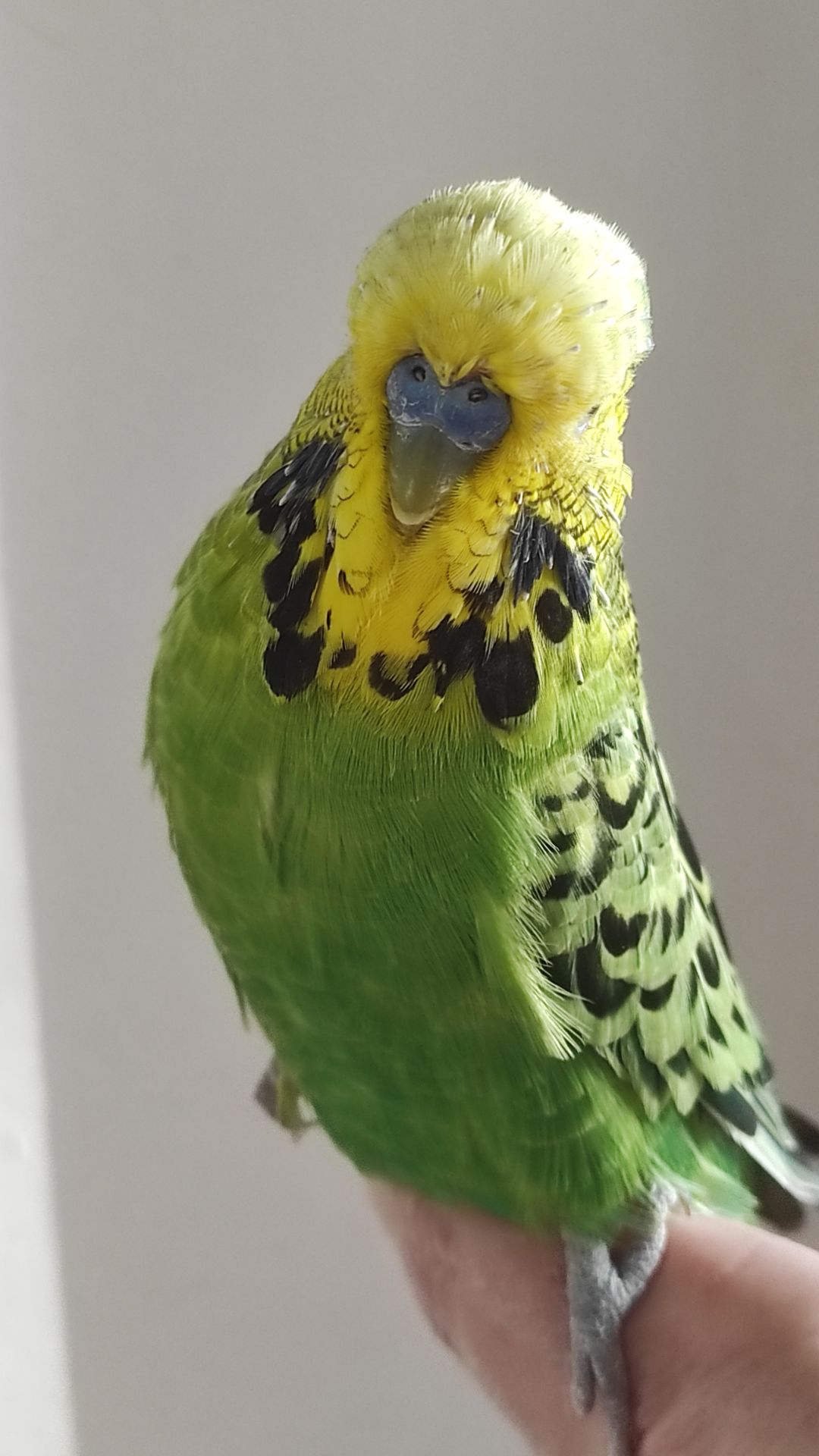 Волнистый попугай