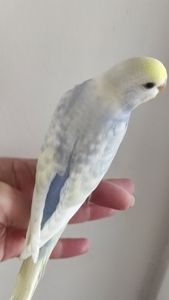 Радужный волнистый попугай