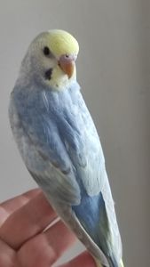 Радужный волнистый попугай