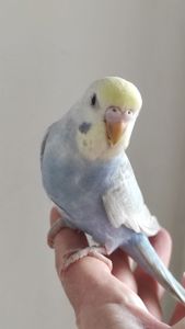 Радужный волнистый попугай