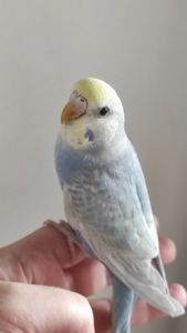 Радужный волнистый попугай