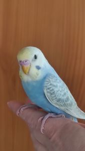 Радужный волнистый попугай