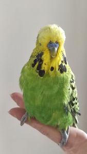 Волнистый попугай