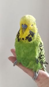 Волнистый попугай