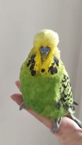 Волнистый попугай
