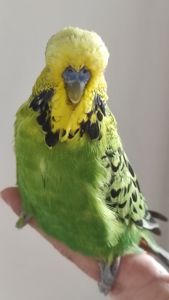 Волнистый попугай