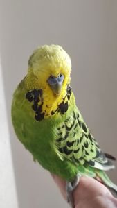 Волнистый попугай