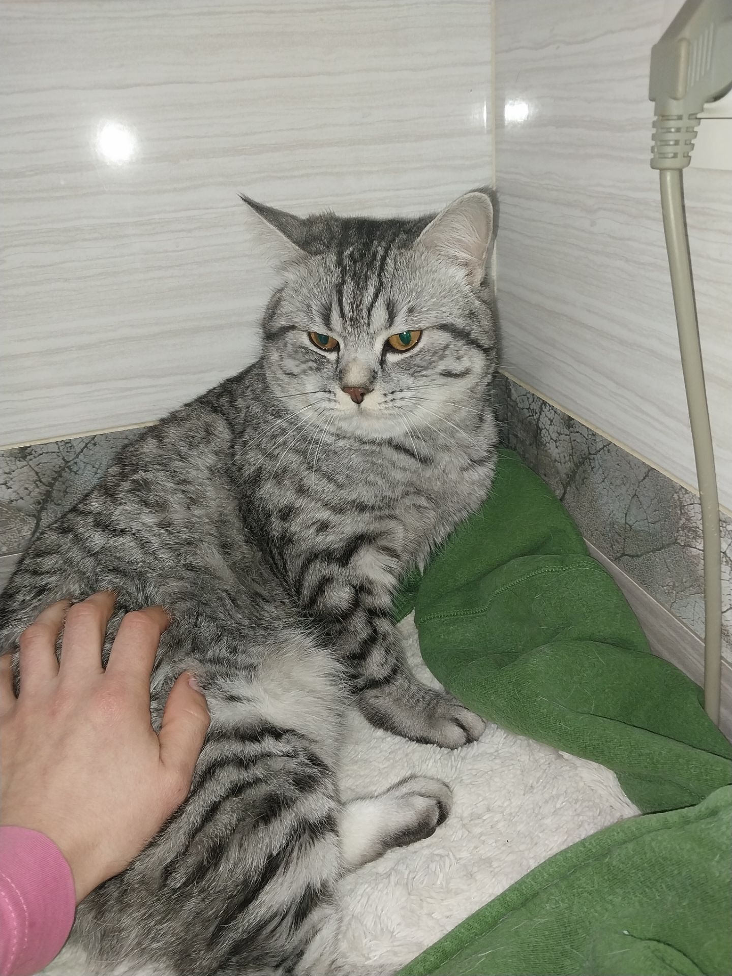 Віддам в добрі та хороші руки)