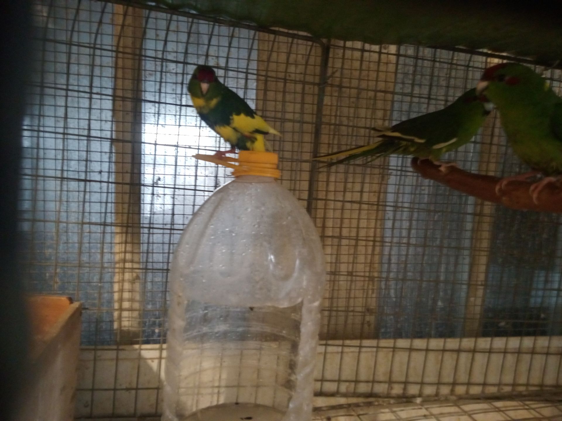 Молоді какаріки