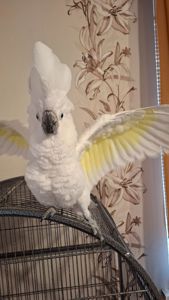 Какаду Альба