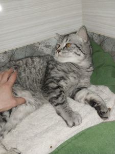 Віддам в добрі та хороші руки)