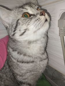 Віддам в добрі та хороші руки)