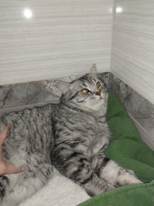 Віддам в добрі та хороші руки)