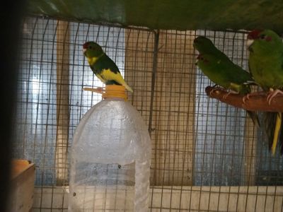 Молоді какаріки