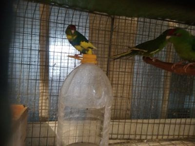 Молоді какаріки