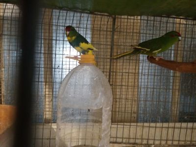 Молоді какаріки