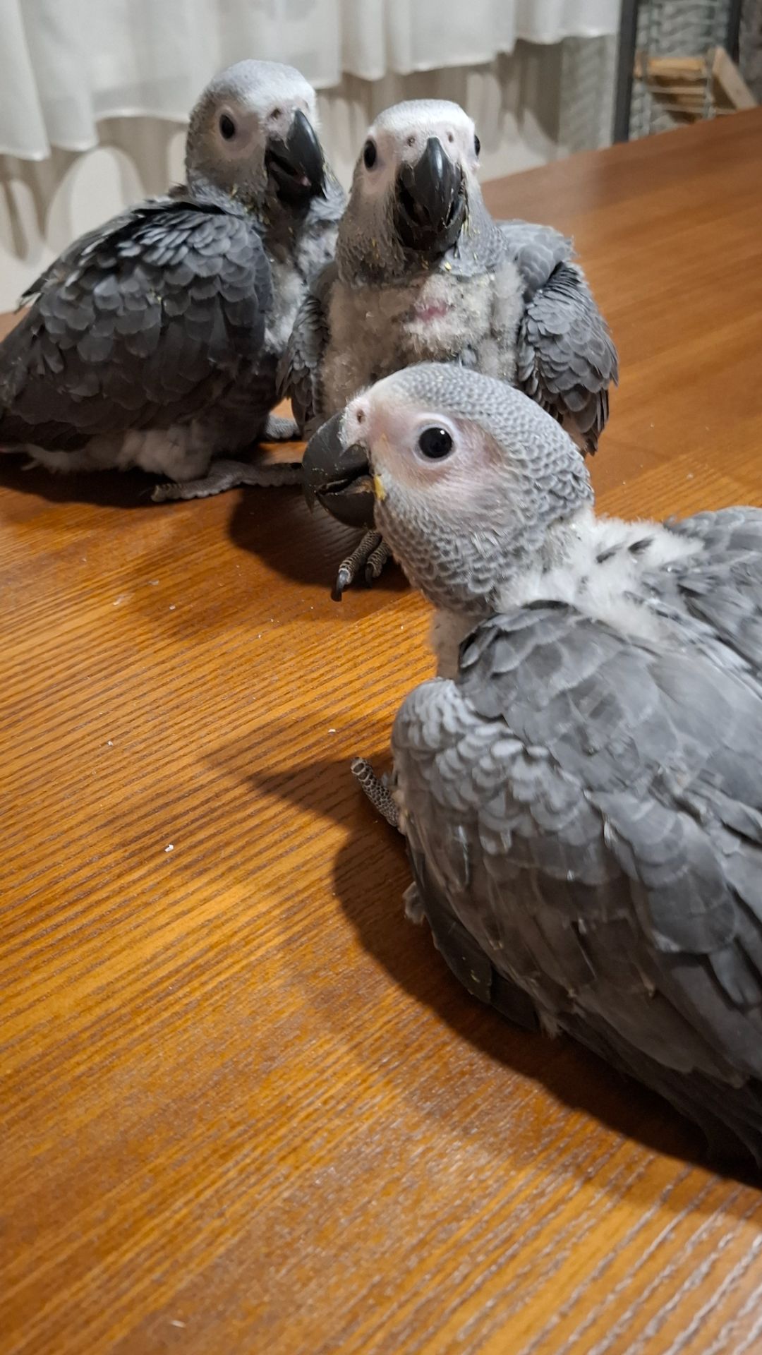 Жако алохвостый