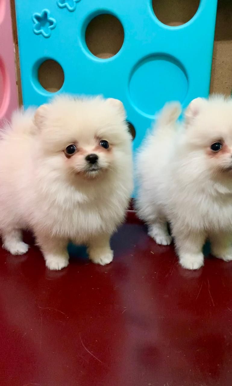 Очаровательные девочки