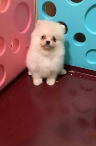 Чудовий хлопчик