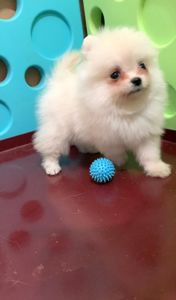 Очаровательные девочки