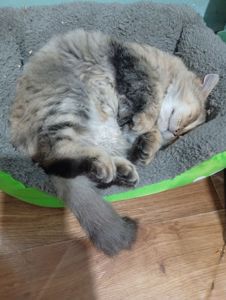 Ласковая, спокойная, культурная кошка в добрые руки