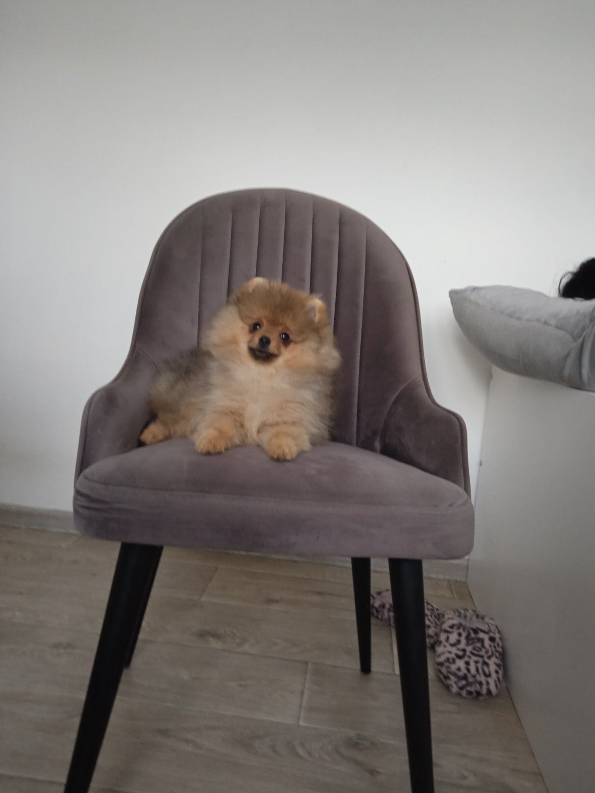 Шпіц КСУ/FCI цуценята з клубними документами