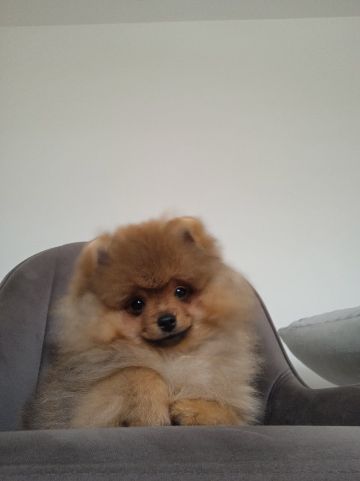 Шпіц КСУ/FCI цуценята з клубними документами