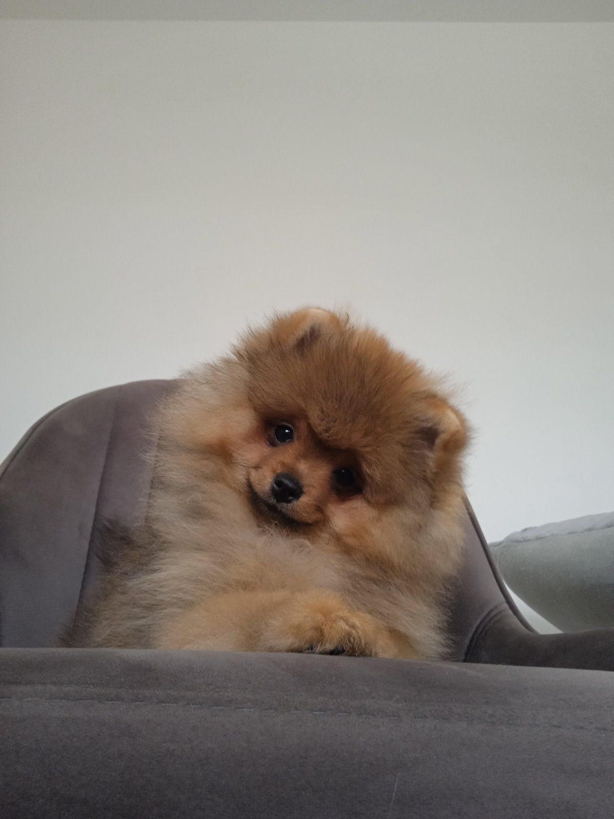 Шпіц КСУ/FCI цуценята з клубними документами