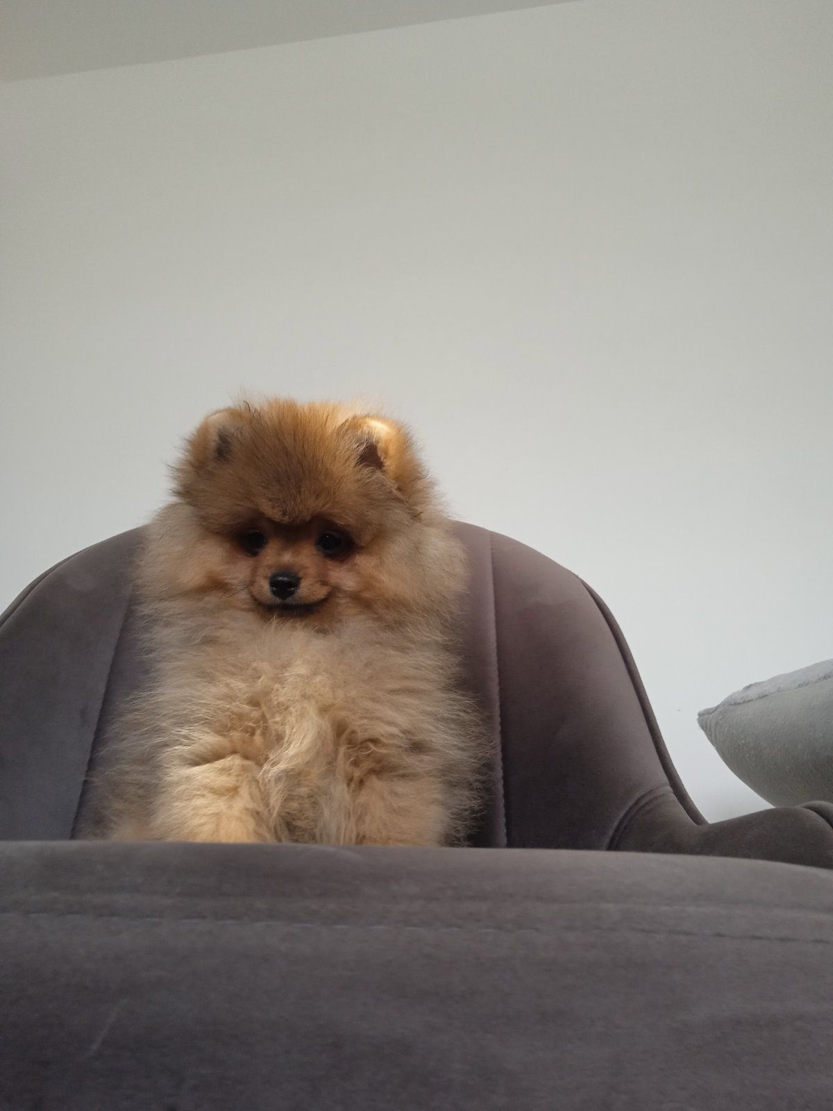 Шпіц КСУ/FCI цуценята з клубними документами