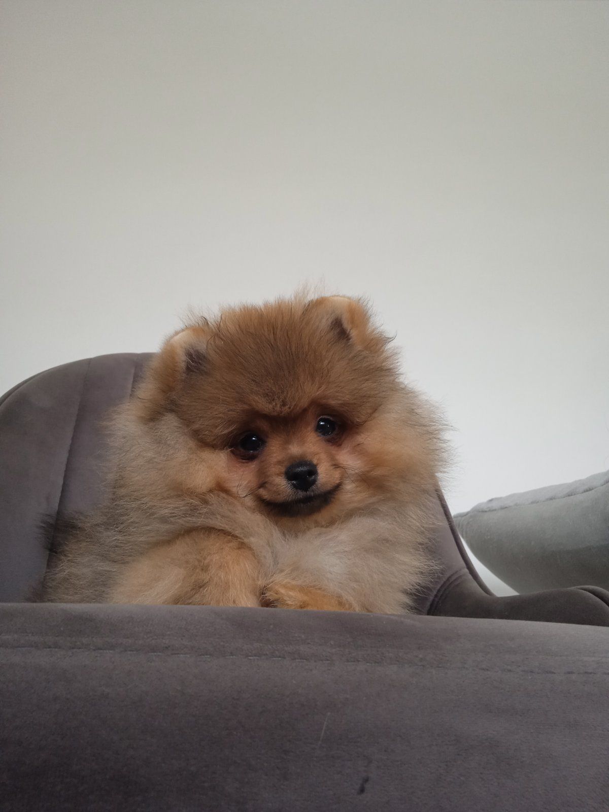 Шпіц КСУ/FCI цуценята з клубними документами