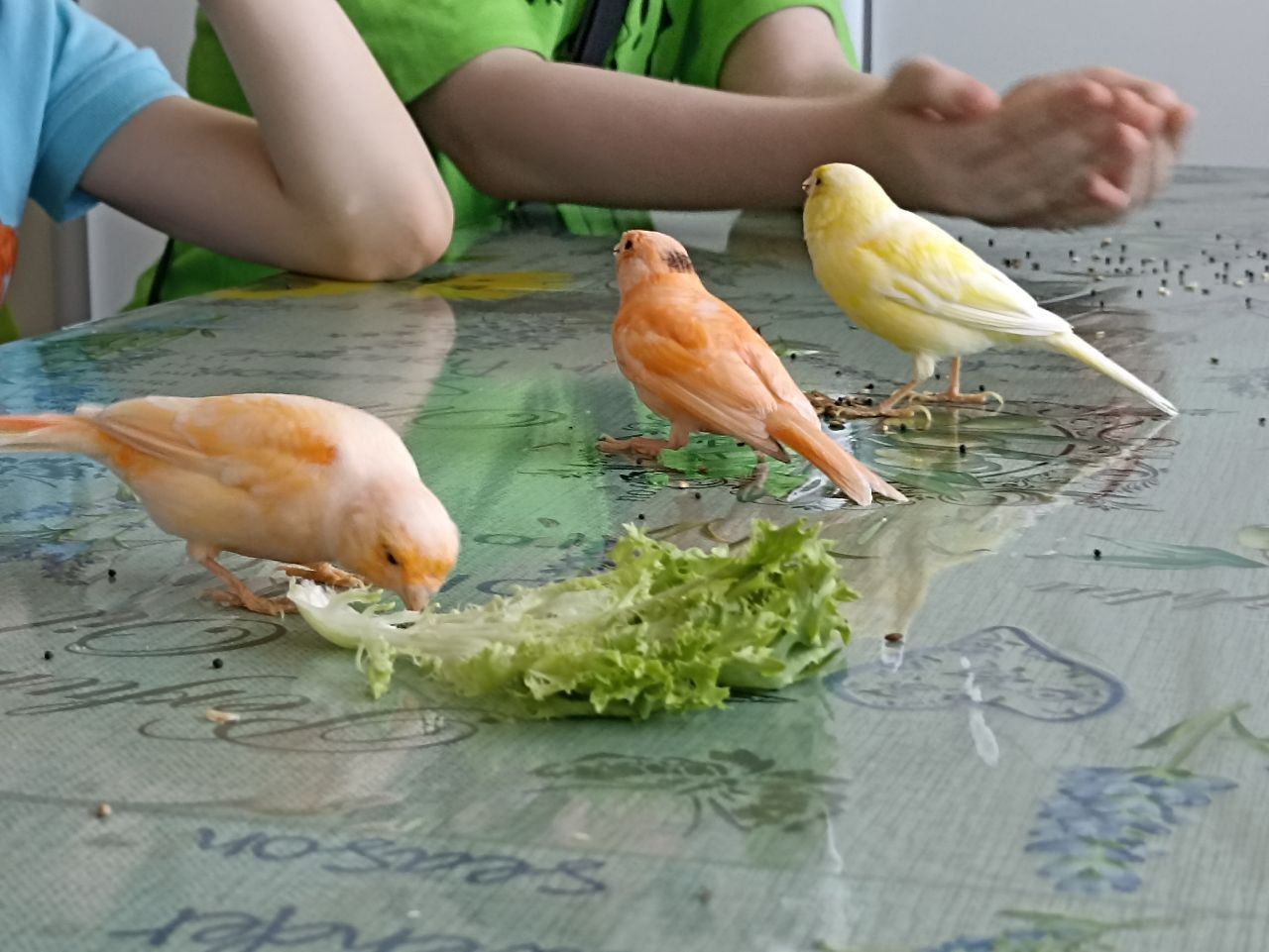 Кенар, канарка ручні