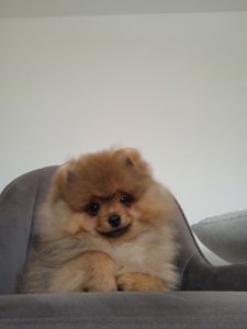 Шпіц КСУ/FCI цуценята з клубними документами