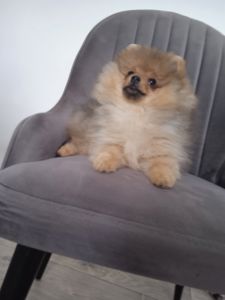 Шпіц КСУ/FCI цуценята з клубними документами