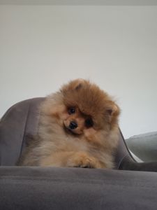 Шпіц КСУ/FCI цуценята з клубними документами