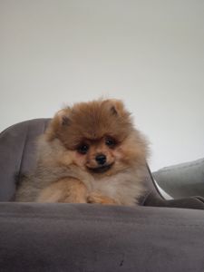 Шпіц КСУ/FCI цуценята з клубними документами